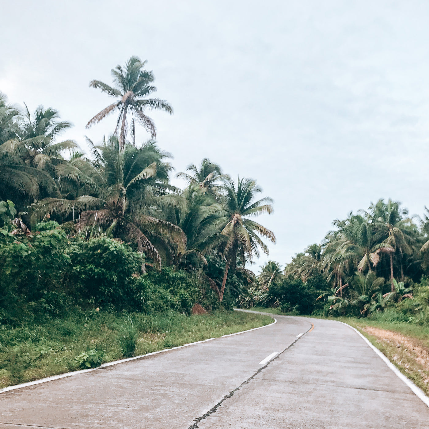 A quiet road with palm trees on either side on Siargao Island, Philippines