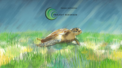 Giving Tuesday! Save the seagrass, nature’s underwater hero
